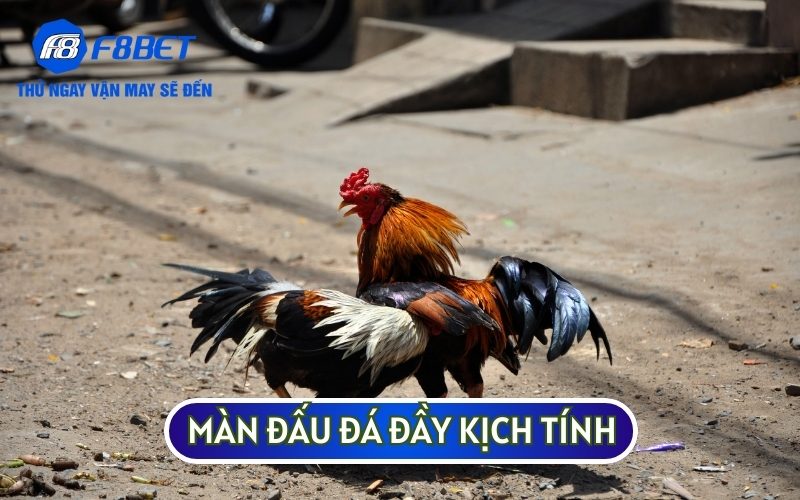 TRẬN GÀ 24 TỶ được coi là một sự kiện kỷ lục với những màn đấu đá kịch tính